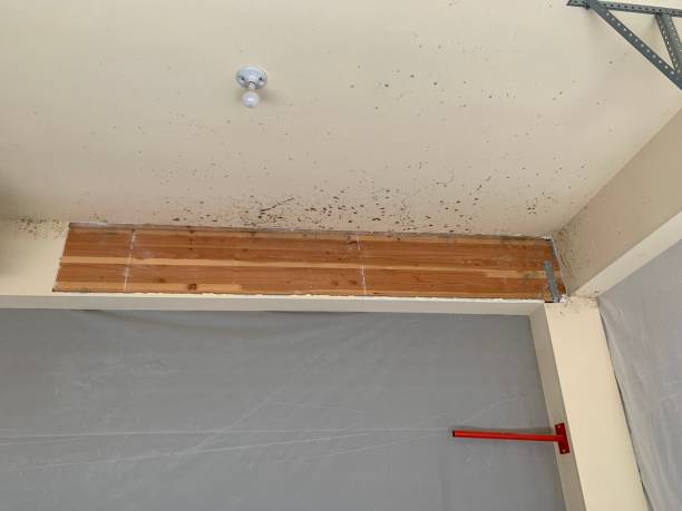 Best Attic Mold Removal  in Marshallville, GA